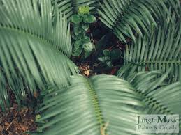 Image result for Encephalartos umbeluziensis