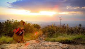 Once you have found the perfect. Pet Friendly Asheville Nc