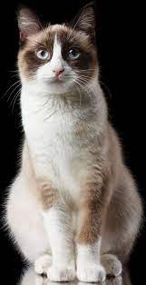 New Updateneptuneflight Light Tan Shecat With Brown Face And Ears Giving Now Creamy Neptune Color Is Beautiful And Flir Snowshoe Cat Pretty Cats Cat Breeds