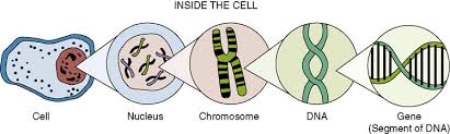 Biotechnology Basics Of Cell Nucleus Chromosomes Dna Rna Genes Codons Amino Acids Etc Civilsdaily Deoxyribonucleic acid, or dna, is a molecule that contains the instructions an organism needs to develop, live and reproduce.