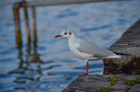 Bird With Red Spot On Head And Black Spot On Chest Gulls In Ohrid Lake Coastal Birds Birds For Kids Lake