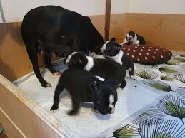 Puppyfinder.com is your source for finding an ideal boston terrier puppy for sale in usa. Boston Terrier Puppies For Sale San Antonio Tx 323851