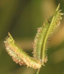 Image result for Dactyloctenium geminatum