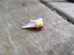 We did not find results for: Pink And Yellow Moth I Found On My Back Deck Mildlyinteresting