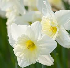 Lightly Fragrant Narcissus Ice Follies Is An Early Mid Spring Daffodil Featuring Large Creamy White Petals Surrounding Narcissus Daffodils Daffodil Bulbs