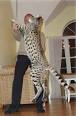 The Savannah: The Largest Domestic Cats in the World | Cats 101