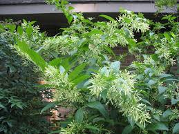 Image result for Cestrum nocturnum