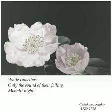 Pin By Mussarat Gheba On Poem Flowers For You White Camellia Flowers
