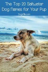 The Top 20 Saltwater Dog Names For Your Pup Dog Names Popular Dog Names Goofy Dog