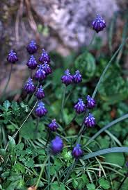 Image result for Hyacinthaceae
