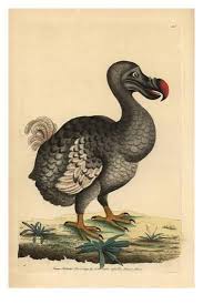 Ostern ist im christentum die gedächtnisfeier der. Dodo Giclee Print Allposters Com In 2021 Poster Prints Canvas Prints Dodo