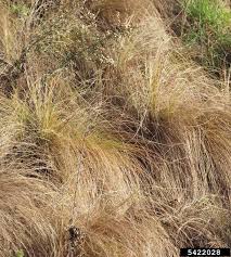 Image result for Eragrostis curvula