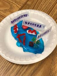 Check out our animal cell model and explanation to understand what makes these cells distinct. Laura Bond On Twitter Making Plant And Animal Cells Out Of Candy Today Was An Absolute Sugar Rush Risdgreatness Rnjhnextlevel