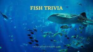 An update to google's expansive fact database has augmented its ability to answer questions about animals, plants, and more. 111 Fish Trivia For People With Crazy Fishing Hobby Trivia Qq