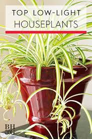23 Of Our Favorite Low Light Houseplants Houseplants Low Light Low Light Plants Low Light House Plants