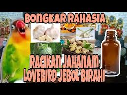 Lovebird umur 5 bulan sudah mulai konslet cuek ketika melihat lawan dengan penunjang pakan racikan milet 450 volt dan vitamin. Bongkar Racikan Obat Tetes Lovebird Konslet Youtube