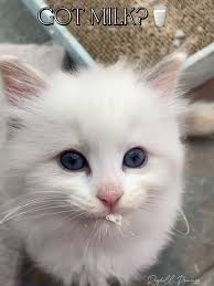 Ever seen such a glorious mustache? 👨🏼