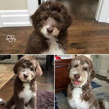 The average size for a miniature labradoodle is between 14 to 16 inches and 15 to 25 pounds. Puppy Growth Charts And Calculators How Big Will My Puppy Get Mini Aussiedoodles And Australian Labradoodle Puppies Best Aussiedoodle Breeders In Washington State Portland Oregon
