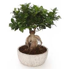 Ficus Ginseng Bonsai Pot Fuji Mon Eden