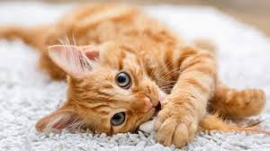 Una tercera fecha en que se celebra el día del gato es el 29 de octubre. Por Que Hay Tres Fechas En Las Que Se Conmemora El Dia Del Gato Misionesonline