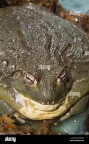 Image result for Pycreus africanus