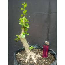 Itulah penjelasan mengenai anggur bazil yang dapat kami 7 bonsai hujan dari brazil oleh budi sulistyo. Bahan Bonsai Hokianti Lokal Kaki Mantap Sesuai Gambar Shopee Indonesia