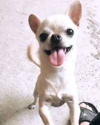 Alisaa Sivava Chihuahuasonly Chihuahua Chihuahuax Chihuahua Feature Chihuahuasofinsta Chihuahuas Chihuahuagram Chi French Bulldog Bulldog Animals