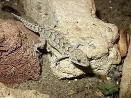 Image result for Kotschya carsonii