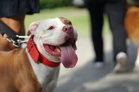 En france, le pitbull est souvent décrit comme version non lof de l'american staffordshire terrier, mais la race n'est pas reconnue et plutôt apparenté à un le pitbull peut manger un peu de tout. Pitbull American Pit Bull Terrier Race De Chien Santevet