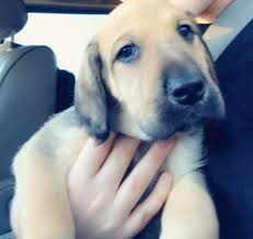 Jack russell x poodle puppies 10 weeks old vaccinated wormed and microchipped very playful and great with kids and other pets mom is a jack russell dad is a toy poodle half house. Great Dane Puppy Dog For Sale In Garland Texas