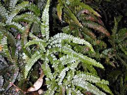 Image result for Adiantum mendoncae