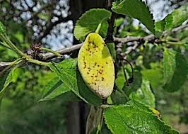 Image result for puklice švestková obrázek