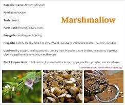 It is known binomially as althaea officinalis, though there are a few different varieties of the actual marshmallow family. The Marshmallow Herb