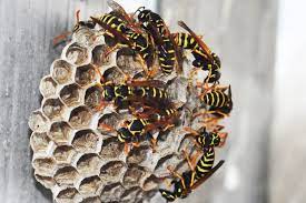 You need wasp pest control in order to save your family from the virulent sting of wasps. How To Remove A Wasp Nest Terminix