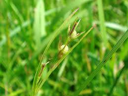 Image result for Scleria tessellata