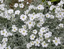Image result for Cerastium octandrum