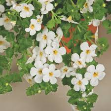 Image result for Bacopa