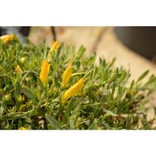 Image result for Blotiella glabra