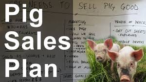Pig Sales Plan Youtube Pig Farm Marketing Pig Farming