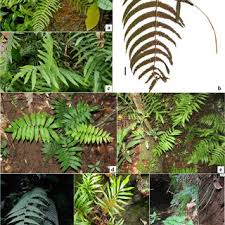 Image result for Christella hispidula