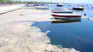 Taşıma kapasitesinin üstünde aşırı besin elementi girdisi nedeniyle marmara denizi'nin ötrofikasyon (büyük su kitlelerinde gerçekleşen alg ve plankton artışı). Deniz Salyasi Nedir Musilaj Ne Demek Haberler