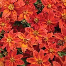 A member of the democratic party, biden previously serv. Campfire Flame Bidens Hybrid Proven Winners