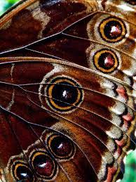 Flickriver Photos From Howe1634 Butterfly Wings Art Butterfly Wings Butterfly Wings Pattern