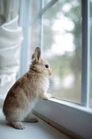 Ooooh Ice Cream Truck Pet Bunny Cute Bunny Animals Beautiful