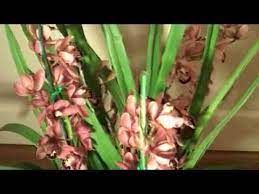 Cymbidium Orchids And Care Cymbidium Orchids Orchids Buy Orchids