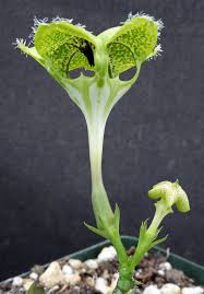 Image result for Ceropegia nutans