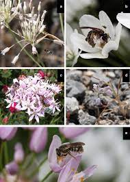 Bee honey insect bees nature animal bloom pollination flower. Interspecific Variation Of Inflorescence Scents And Insect Visitors In Allium Amaryllidaceae Allioideae Springerlink