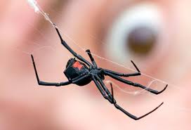 The female black widow spider is black with a distinctive red hourglass shape on its abdomen. Spider Bites How Dangerous Are They