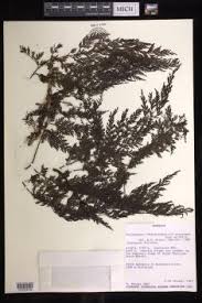 Image result for Vandenboschia gigantea