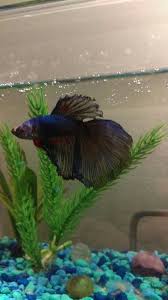 He Has Always Been My Most Photogenic Betta I Love It He S So Beautiful Fish Pet Betta Animals